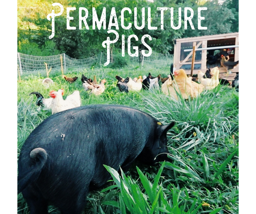 Permaculture Pigs DVD Only